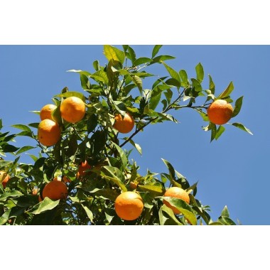 Odświeżacz w sprayu do tkanin i wnętrz o zapachu Cytrusy i Kwiat Pomarańczy 50 ml ESSENTIA NATURE