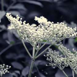 Odświeżacz w sprayu do tkanin i wnętrz o zapachu Białe Piżmo 50 ml ESSENTIA NATURE