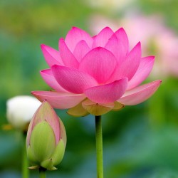 Odświeżacz w sprayu do tkanin i wnętrz o zapachu Kwiat Lotosu 20 ml ESSENTIA NATURE