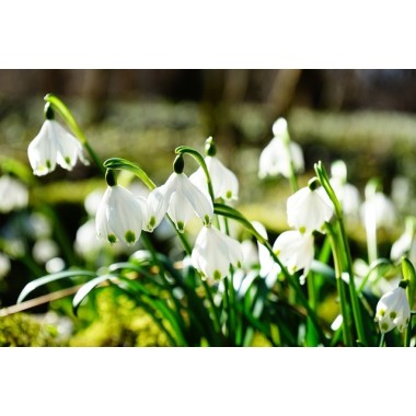 Perfumy do prania o zapachu Leśne Kwiaty 50 ml ESSENTIA NATURE