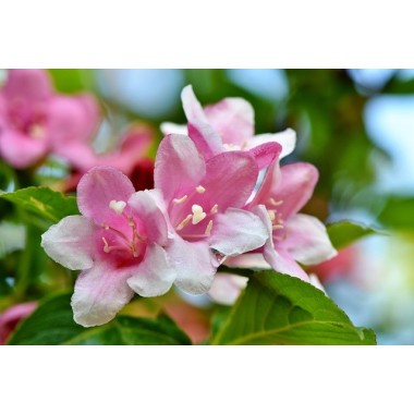 Perfumy do prania o zapachu Jaśmin 50 ml ESSENTIA NATURE